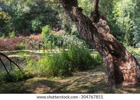 Old Tree in the Wild Nature\
Broken trunk of an old tree. Wild nature with small river, bushes, plants and trees in the background. Summer day.