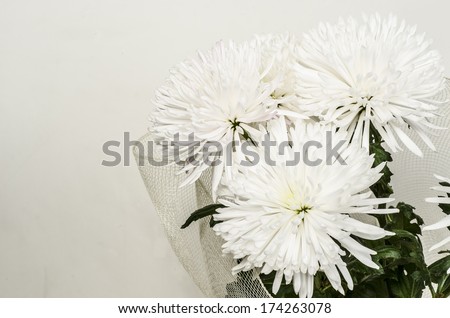 Studio Shot  Dahlia Flowers Isolated on White Background