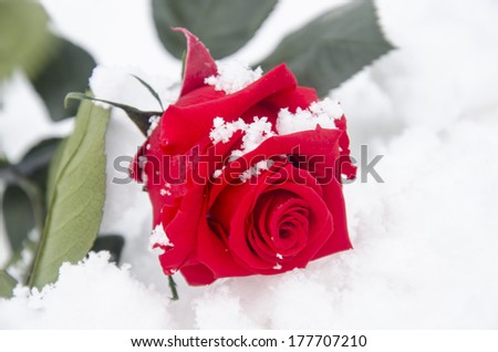 Red rose on snow background