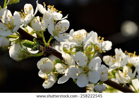Cherry plum flowers on a branch lit by the sun. Black background.