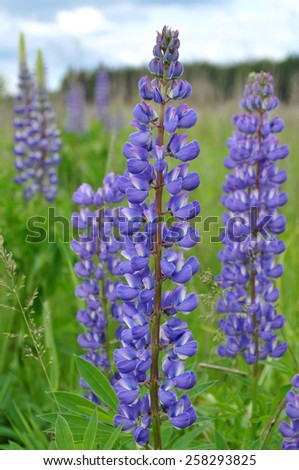 Purple lupine flowers in a meadow of grass. Blurred background.