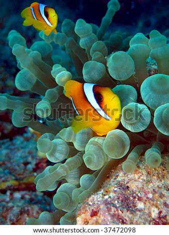 Red Sea Anemone Fish (Amphiprion bicinctus). Taken at Temple in  Egypt.