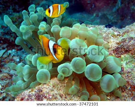 Red Sea Anemone Fish (Amphiprion bicinctus). Taken at Temple in  Egypt.