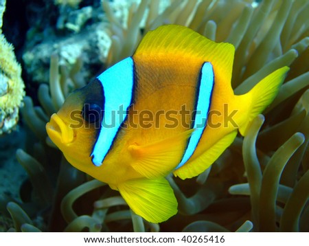  Anemone Fish on Red Sea Anemonefish  Amphiprion Bicinctus  Stock Photo 40265416