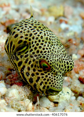 Stellatus Puffer