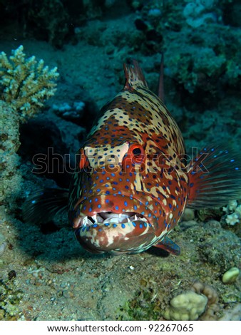 Coral Grouper(Plectropomus pessuliferus