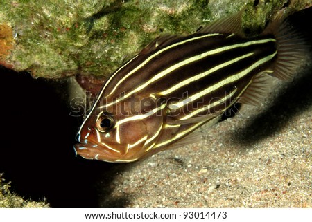 Six-striped soapfish (Grammistes sexlineatus)