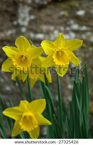 daffodils in the sunshine in front of a wall.