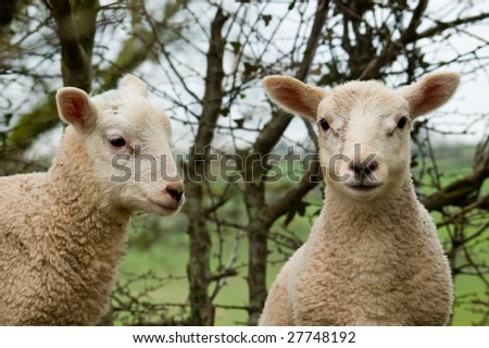 A close up image of two young spring twin lambs one looking ahead and the other to the side.