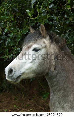 a portrait of a grey horse looking alert with his ears forwards, standing in front of some holly branches.