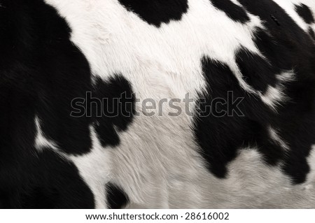 an image of real black and white cow hide.