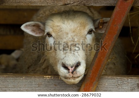 a sheep\'s head poking through a sodden gate, looking ahead