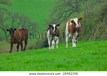 Three young spring born cows looking curiously ahead, on a hill, in a field of lush green fresh grass.