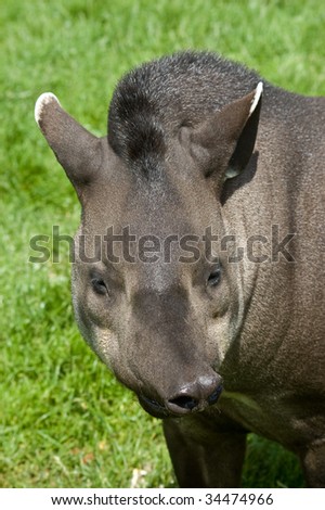 An image of a brazilian tapir pulling a funny face on a background of lush green grass.