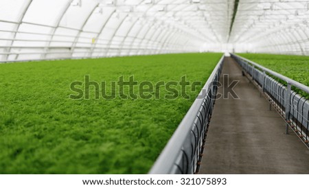 Young plants growing in very large plant commercial greenhouse