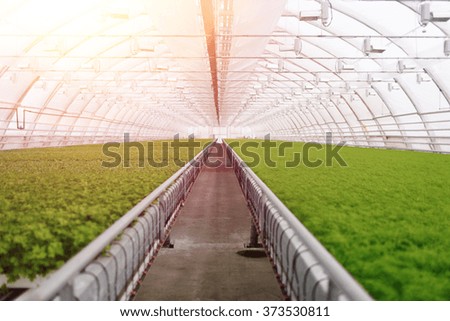 Organic greenhouse. Young plants growing in very large plant in commercial greenhouse
