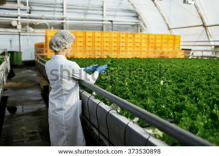 Close-up back portrait biotechnology woman engineer examining a plants for disease from greenhouse farm. Quality control eaf for disease