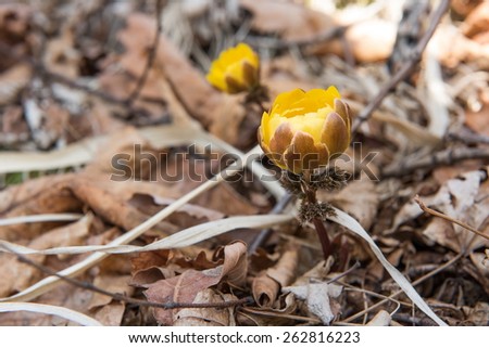 First flowers after winter on Far East of Russia adonis
