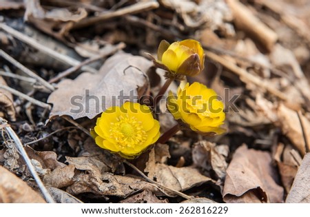 First flowers after winter on Far East of Russia adonis