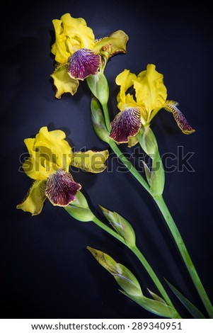Colorful flowers on black background - colorful iris flower