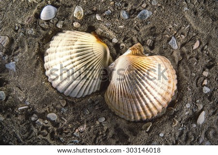 Scallop sea shell on the sand background light paintings