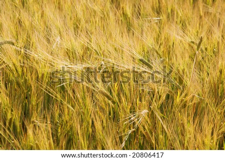 Ears of wheat (wheat field background)