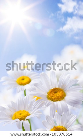 abstract beautiful floral summer background