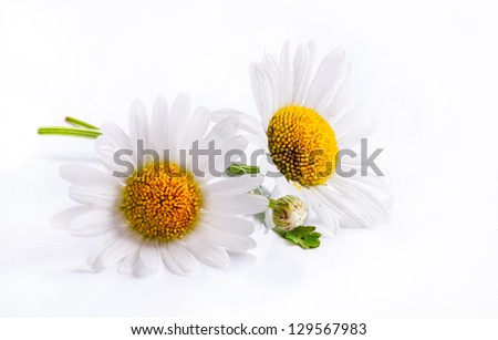 daisies summer white flower isolated on white background daisies summer white flower isolated on white background