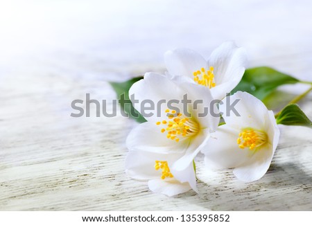 jasmine white flower on white wood background