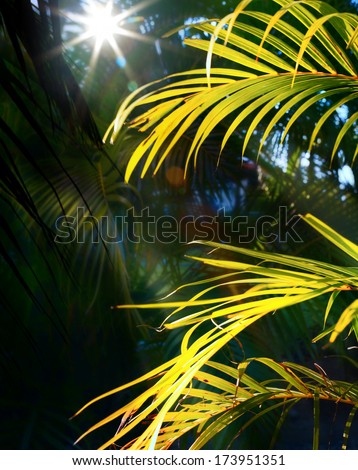Art Tropical jungle background with green palm tree leaves