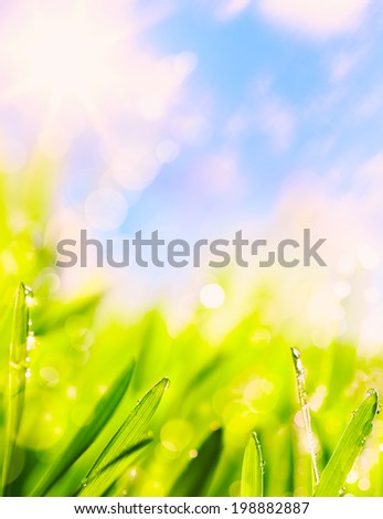 abstracts of natural summer green  grass natural background