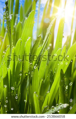 natural spring green background