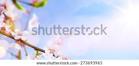 Spring blossom background. Beautiful nature scene with blooming tree and sun flare. Sunny day. Spring flowers. Beautiful Orchard. Abstract blurred background