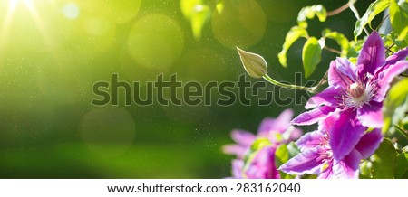 art Summer or spring beautiful garden background with clematis flowers