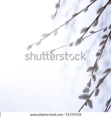 spring flowering branches of willow spring flowering branches of willow