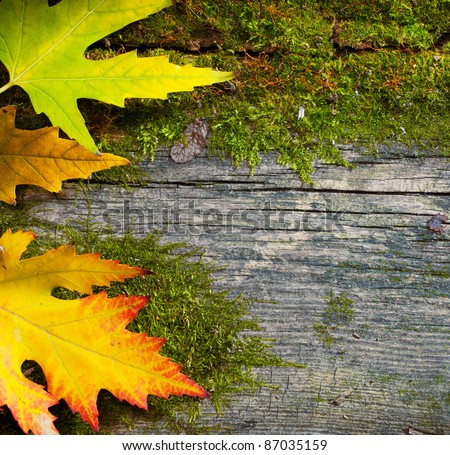 yellow wet autumn leaves on the grunge old wood background