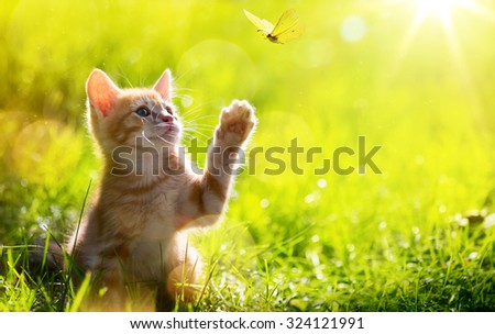 art Young cat / kitten hunting a butterfly with Back Lit
