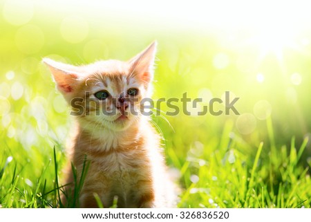 Art  little ginger cat kitten outdoors