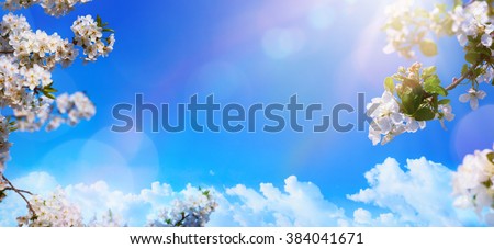 Spring Blooming background;  White Blossoms And Sunlight In The Sky