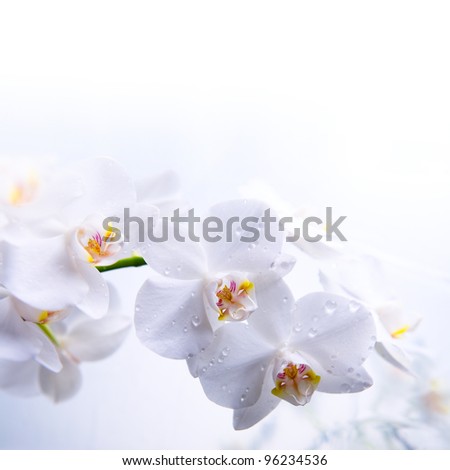 white spring orchid flower on the water
