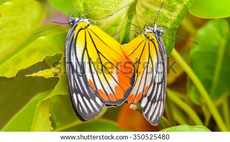 Two butterflies are hanging down
