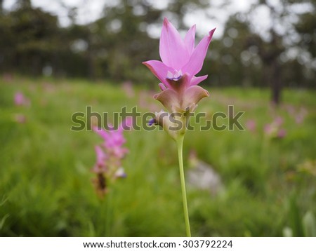 Siam Tulip, pink flower, field of flowers
