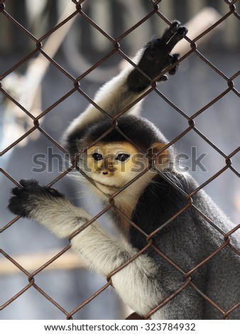 Monkey alone in caged  ,sad and  lonely. (Dusky leaf monkey, Dusky langur, Spectacled langur)