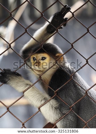 Monkey alone in caged ,sad and lonely. (Dusky leaf monkey, Dusky langur, Spectacled langur)