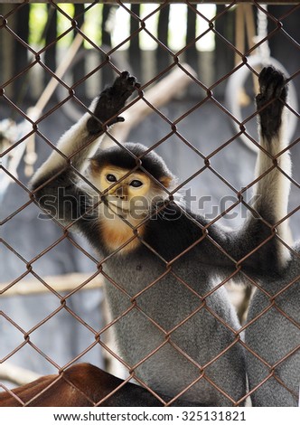 Monkey alone in caged ,sad and lonely. (Dusky leaf monkey, Dusky langur, Spectacled langur)
