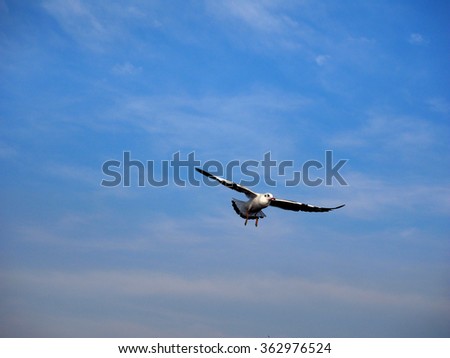 White seagull flying in the clean blue sky with wings spreaded. Freedom concept. Place for text