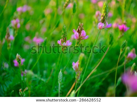 Pink flowers in the meadow in fine summer day