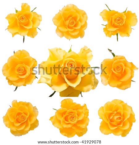 Set of fresh yellow roses isolated on white