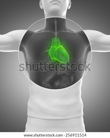 Human man anatomy with x-ray heart system in green