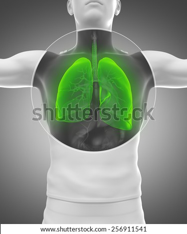 Human man anatomy with x-ray lungs and respiratory system in green